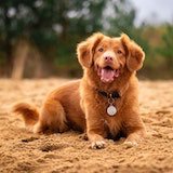 happy dog close up