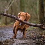 happy dog close up